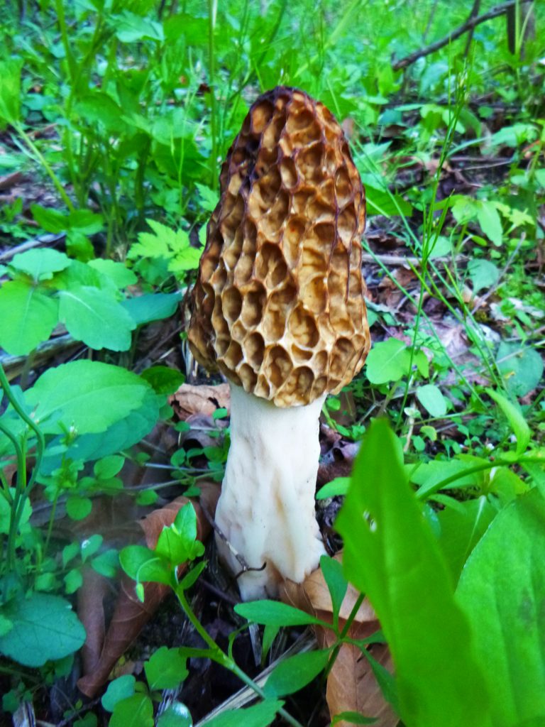 Morel Mystique Morel season reaching its climax after wet spring boosted growth in area